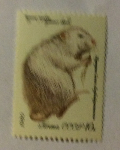 Почтовая марка СССР Белая азербайджанская нутрия | Год выпуска 1980 | Код по каталогу Загорского 5021