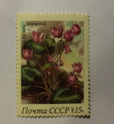 Почтовая марка СССР Цикламен изящный | Год выпуска 1983 | Код по каталогу Загорского 5333
