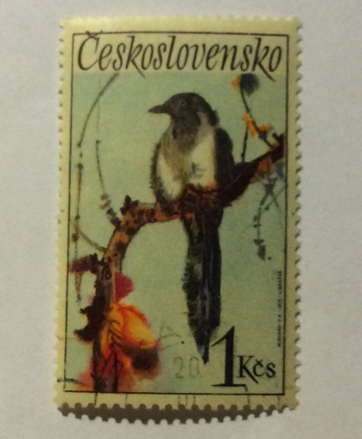 Почтовая марка Чехословакия (Ceskoslovensko) Eurasian Magpie (Pica pica) | Год выпуска 1972 | Код каталога Михеля (Michel) CS 2112