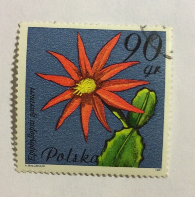 Почтовая марка Польша (Polska) Epiphyllopsis gaertnen, Cactaceae | Год выпуска 1981 | Код каталога Михеля (Michel) PL 2784