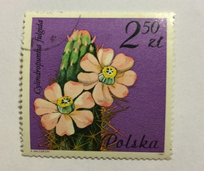 Почтовая марка Польша (Polska) Cylindropuntia fulgida, Cactaceae | Год выпуска 1981 | Код каталога Михеля (Michel) PL 2787