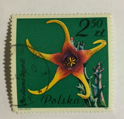 Почтовая марка Польша (Polska) Caralluma lugardi, Asclepiadaceae | Год выпуска 1981 | Код каталога Михеля (Michel) PL 2788