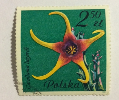 Почтовая марка Польша (Polska) Caralluma lugardi, Asclepiadaceae | Год выпуска 1981 | Код каталога Михеля (Michel) PL 2788-2