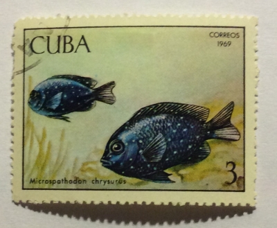 Почтовая марка Куба (Cuba correos) Yellowtail Damselfish (Microspathodon chrysurus) | Год выпуска 1969 | Код каталога Михеля (Michel) CU 1485