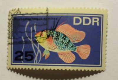 Почтовая марка ГДР (DDR) Ram Cichlid (Mikrogeophagus ramirezi) | Год выпуска 1966 | Код каталога Михеля (Michel) DD 1225