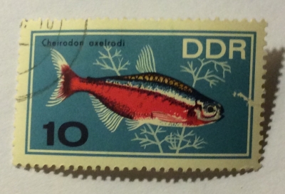 Почтовая марка ГДР (DDR) Cardinal Tetra (Cheirodon axelrodi) | Год выпуска 1966 | Код каталога Михеля (Michel) DD 1222