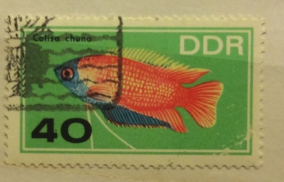Почтовая марка ГДР (DDR) Honey Gourami (Colisa chuna) | Год выпуска 1966 | Код каталога Михеля (Michel) DD 1226