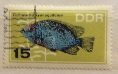 Почтовая марка ГДР (DDR) Texas Cichlid (Cichlasoma cyanoguttatum) | Год выпуска 1966 | Код каталога Михеля (Michel) DD 1223