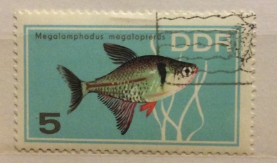 Почтовая марка ГДР (DDR) Black Phantom Tetra (Megalomphodus megalopterus) | Год выпуска 1966 | Код каталога Михеля (Michel) DD 1221