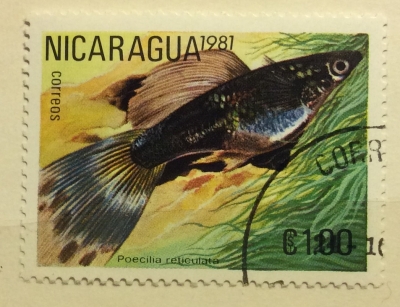 Почтовая марка Никарагуа (Nicaragua correos) Guppy (Poecilia reticulata) | Год выпуска 1981 | Код каталога Михеля (Michel) NI 2209