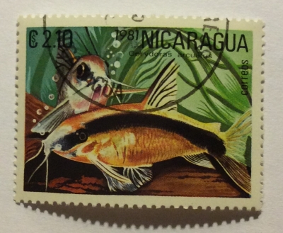 Почтовая марка Никарагуа (Nicaragua correos) Skunk Corydoras Catfish (Corydoras arcuatus) | Год выпуска 1981 | Код каталога Михеля (Michel) NI 2211
