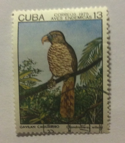 Почтовая марка Куба (Cuba correos) Cuban Kite (Chondrohierax wilsonii) | Год выпуска 1975 | Код каталога Михеля (Michel) CU 2061