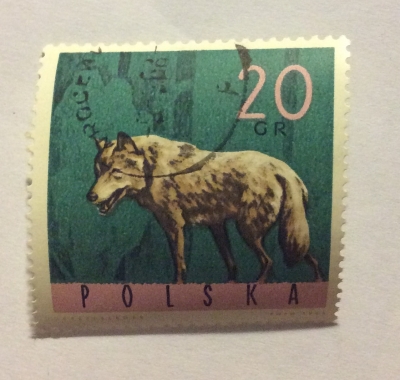 Почтовая марка Польша (Polska) Wolf (Canis lupus) | Год выпуска 1965 | Код каталога Михеля (Michel) PL 1635