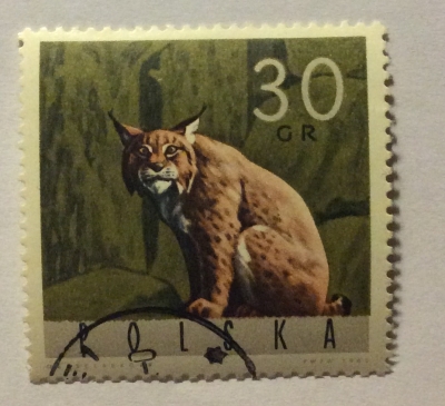 Почтовая марка Польша (Polska) Eurasian Lynx (Lynx lynx) | Год выпуска 1965 | Код каталога Михеля (Michel) PL 1636