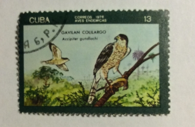 Почтовая марка Куба (Cuba correos) Gundlach's Hawk (Accipiter gundlachi) | Год выпуска 1976 | Код каталога Михеля (Michel) CU 2148