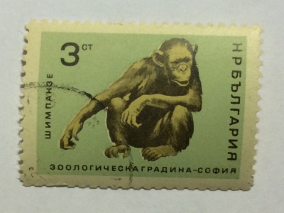 Почтовая марка Болгария (НР България) Chimpanzee (Pan troglodytes) | Год выпуска 1966 | Код каталога Михеля (Michel) BG 1620