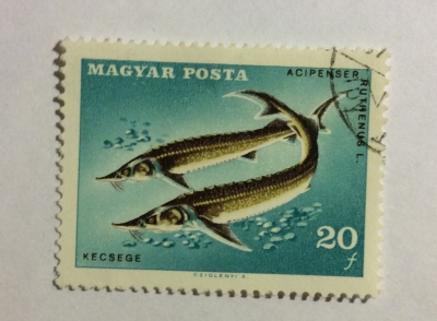 Почтовая марка Венгрия (Magyar Posta) Sterlet (Acipenser ruthenus) | Год выпуска 1967 | Код каталога Михеля (Michel) HU 2344A