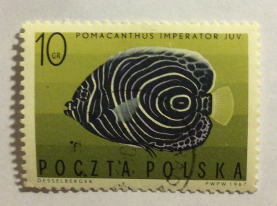 Почтовая марка Польша (Polska) Emperor Angelfish (Pomacanthus imperator) Juvenile | Год выпуска 1967 | Код каталога Михеля (Michel) PL 1749