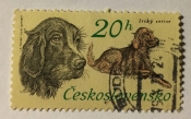 Irish Setter (Canis lupus familiaris)