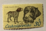 Cesky Fousek (Canis lupus familiaris)