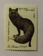 Серебристо-черная лисица