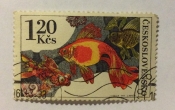Goldfish (Carassius auratus)