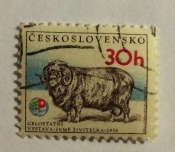 Merino Ram (Ovis ammon aries)