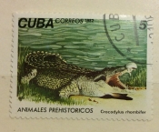 Cuban Crocodyle (Crocodylus rhombifer)