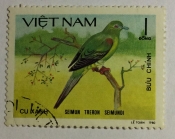 Yellow-vented Green-pigeon (Treron seimundi)