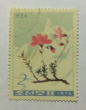 Rhododendron redowskianum