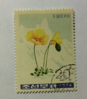 Poppies (Papaver radicatum)