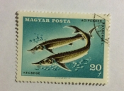 Sterlet (Acipenser ruthenus)