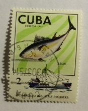 Tuna (Thunnus sp.)